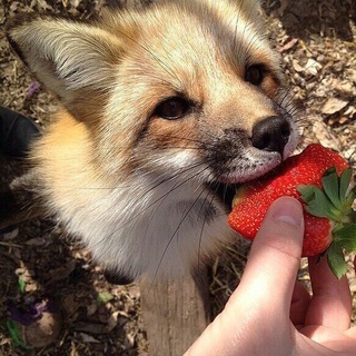 Curious Fox